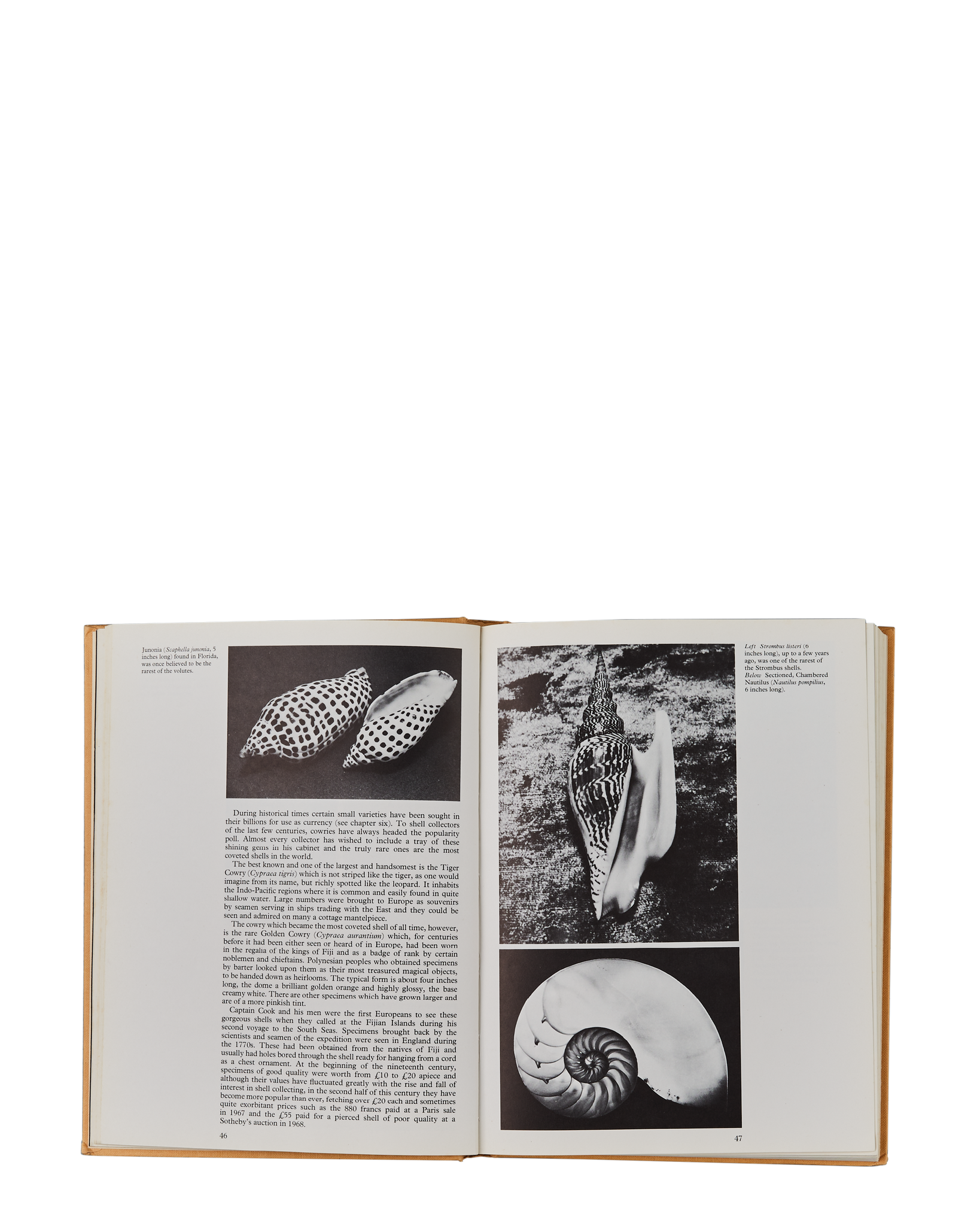 Shells: An illustrated guide to a timeless and fascinating world