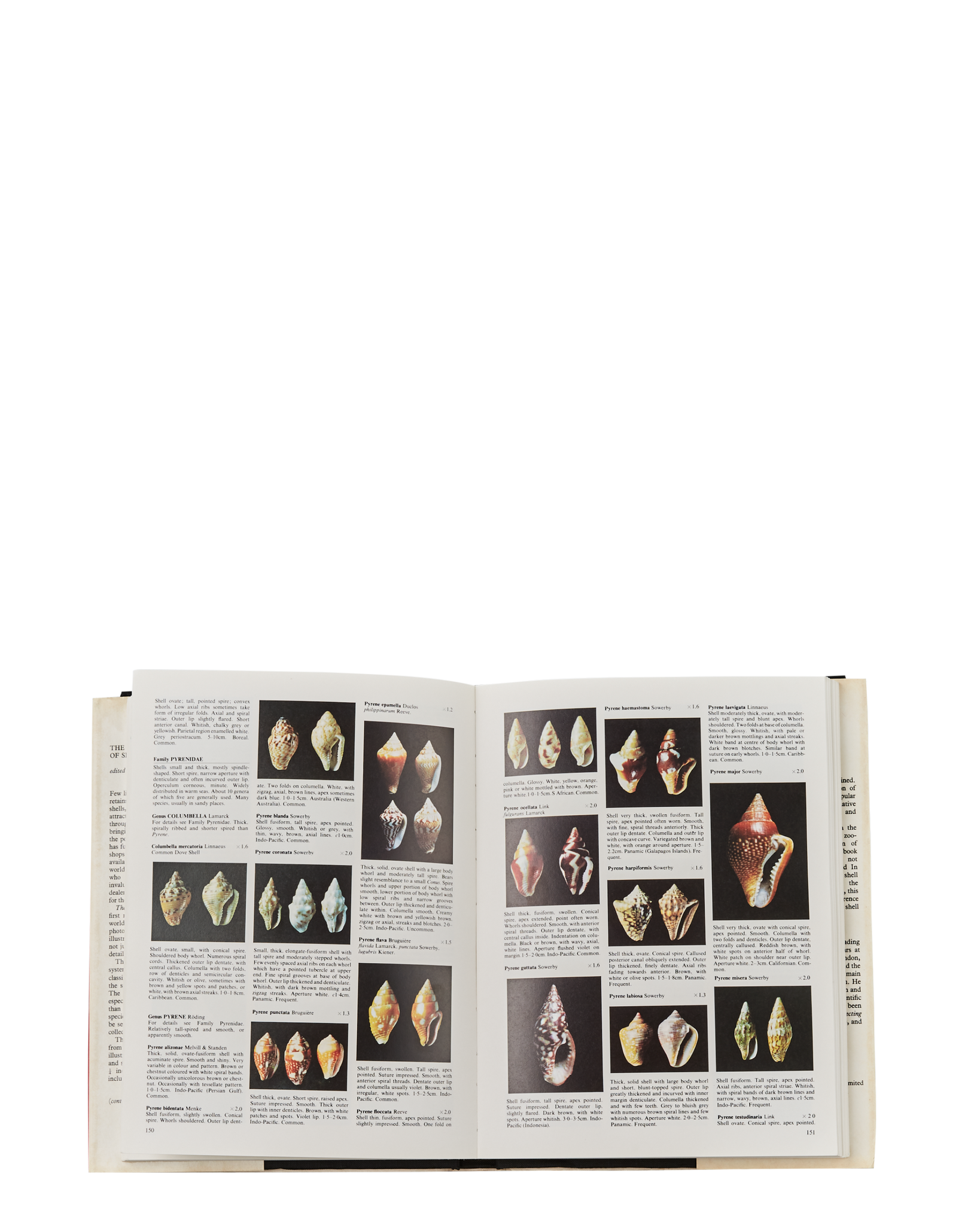 The Collectors Encyclopedia of Shells